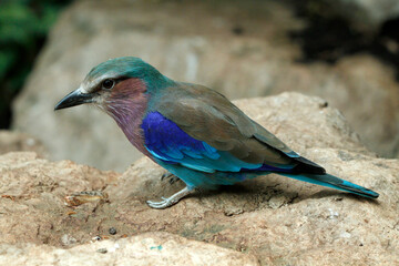 Senegalracke (Coracias abyssinicus) sitzt auf Stein, Afrika  