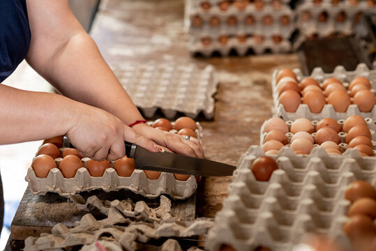 Manos de una mujer empacando huevos en la granja