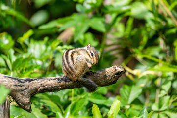 シマリス