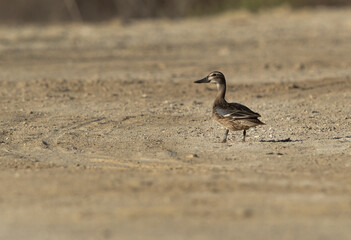 Garganey perched on the ground at Hamala, Bahrain