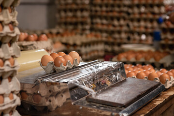 Huevos de granja siendo preparados para distribuir 