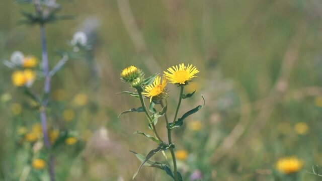 Yellow flowers of elecampane on a natural background. Inula helenium