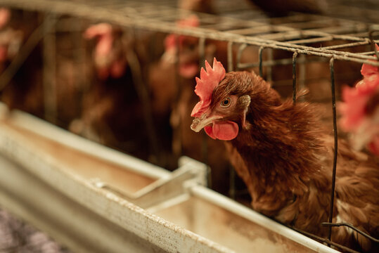 Gallinas productoras encerradas en jaulas en una  granja av&iacute;cola