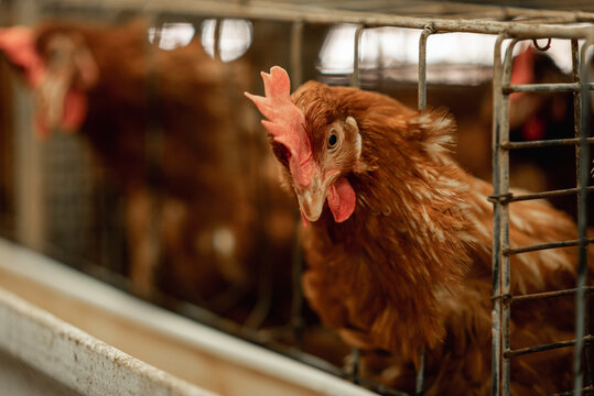 Gallinas productoras de huevo enjauladas en una granja av&iacute;cola