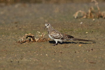 Juvenile Namaqua Dove perched on ground, Bahrain