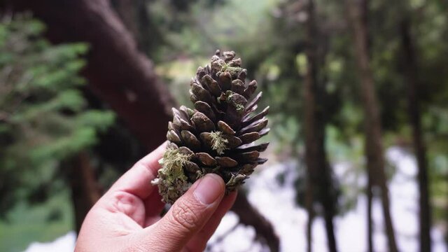 Pi&ntilde;a de arbol en primer plano en medio del bosque
