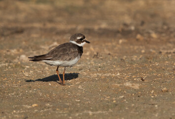 Common ringed plover perched on ground, Bahrain