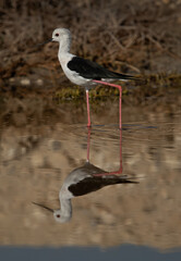 Black-winged Stilt with dramatic reflection on water, Bahrain