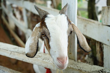 White goat, face close-up cute face teasing