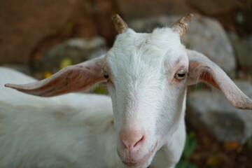 White goat, face close-up cute face teasing