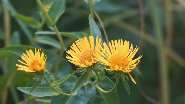 Yellow flowers of elecampane on a natural background. Inula helenium