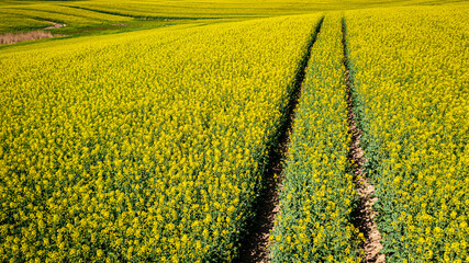 Blooming yellow raps flowers in Poland countryside.