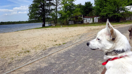 Biały piesek siedzący na ławce i patrzący na plażę i jezioro. 
