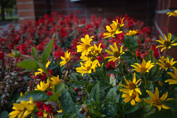 Obraz premium Yellow daisies among the red flowers in the city park.