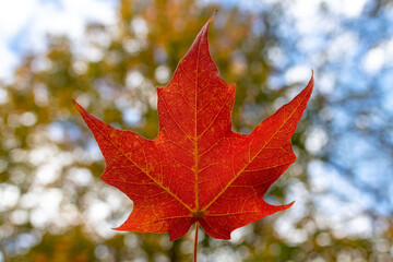 Red maple leaf in autumn