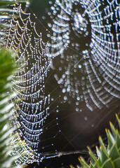 spider web with dew drops