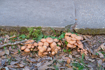 Wild Mushrooms Growing Next to Sidewalk