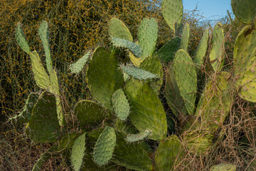 Cactus and cactus fruit (sabres, Opuntia ficus-indica, Nopales, Prickly Pear, Cactaceae) on blue sky background – one of the symbols of Israel