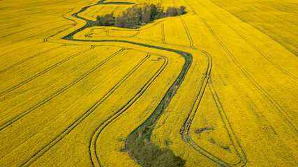 Aerial view of field of rapeseed in Poland countryside.