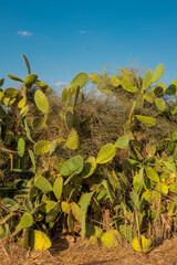 Cactus and cactus fruit (sabres, Opuntia ficus-indica, Nopales, Prickly Pear, Cactaceae) on blue sky background – one of the symbols of Israel