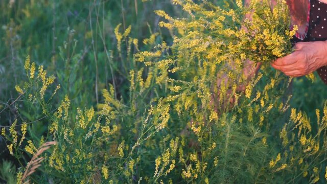 A woman collects yellow flowers of the medicinal plant melilot. Melilotus officinalis