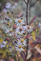Wildflowers blooming in late autumn .