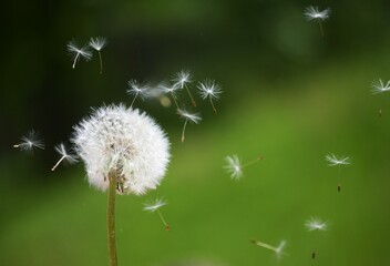 Make a wish on a dandelion