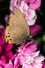 Satyrium titus (oral hairstreak), macro photo, taken near Sofia, Bulgaria.