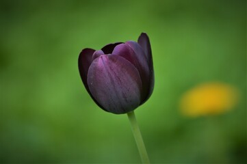 Fototapeta premium Purple Black Tulip