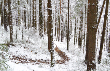 Fototapeta premium bike trail in the woods