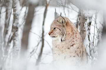 Close portrait of beautiful lynx cat in the winter snow