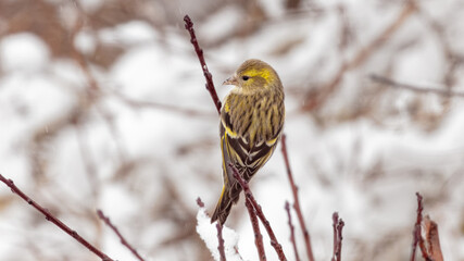 A female Siskin small bird on a branch in snowy weather