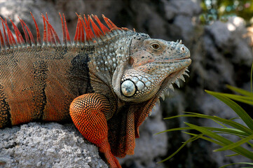 Obraz premium iguanas in Florida