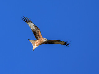 Red kite (Milvus milvus). Bird in flight.