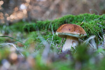 Boletus edulis - an edible fungus grows among the trees in the moss. The boletus has a brown head and a white leg.