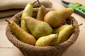 Fresh ripe picked Conference pears close up in a basket 