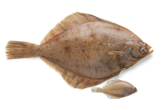 Fresh whole raw common dab fish and baby fish isolated on white background 