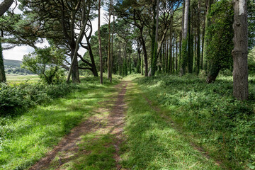 Whiteford National Nature Reserve, Gower Peninsula, South Wales, UK