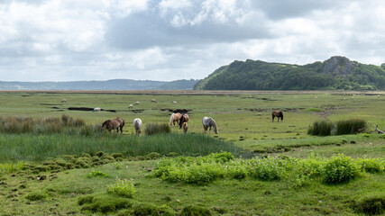 View of wild ponies on the marsh at Llanrhidian, The Gower, Wales, UK