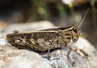 A grashopper macro photo taken near the River Erma, in Bulgaria.