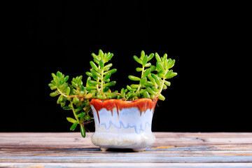 Succulent plant, shot in the studio