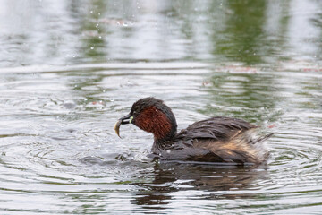 Little grebe