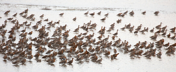 Flock of wading birds, Black tailed Godwit.