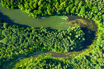 Winding river and green forest in Poland, aerial view