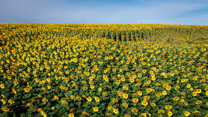 Obraz premium Flying above of sunflower field in late summer