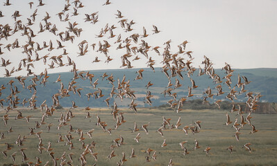 Flock of wild birds. Black tailed Godwit flock in flight