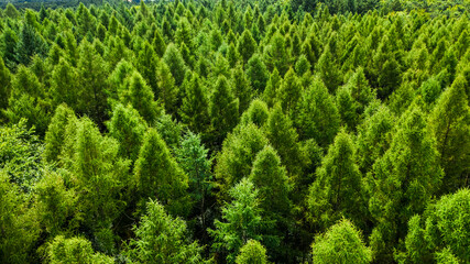 Aerial view of green forest. Aerial view of naure.