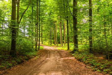 Summer forest and leafy footpath in Poland