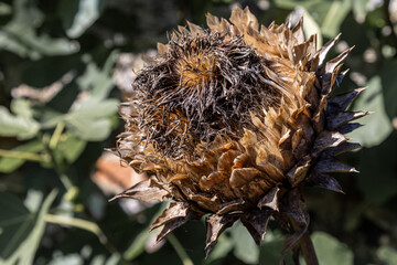 Large seed head of plant