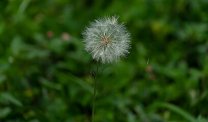 Taraxacum officinale, de nombre común diente de león o achicoria amarga, es una especie de la familia de las asteráceas. Considerada generalmente como una mala hierba